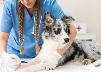 Коли вакцинувати собаку від сказу