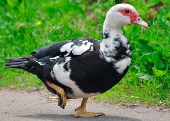 Відходи зі столу з’їсть індокачка