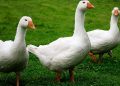 Гусям давайте кукурудзу