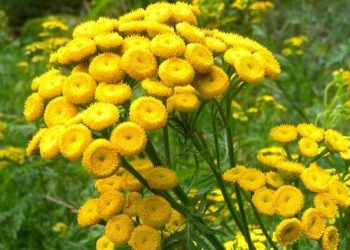 Діарею у телят вилікує пижмо