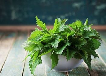 Біль у суглобах зніме кропива