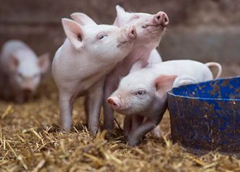 Поросята після відлучення