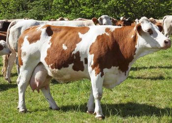 Рятуйте корову від мух