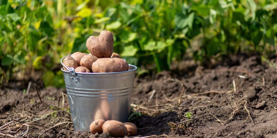 Викопали картоплю — просушіть