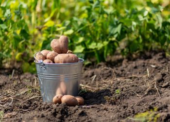 Викопали картоплю — просушіть