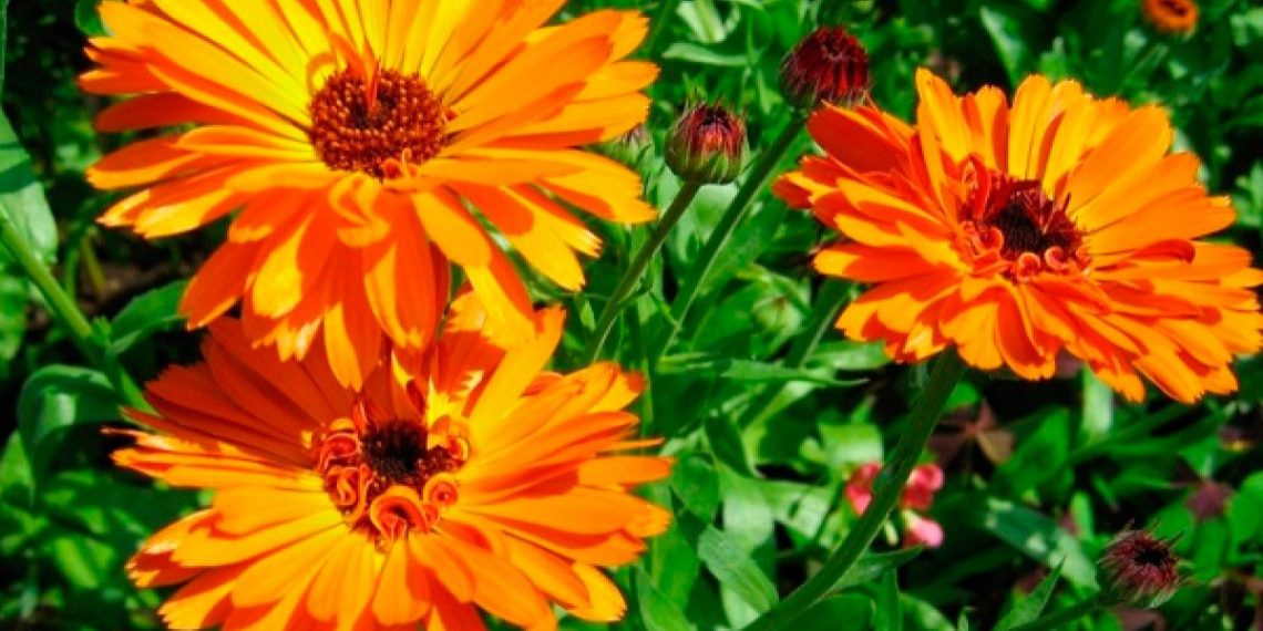 Красива і корисна календула