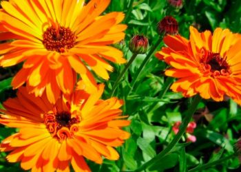 Красива і корисна календула