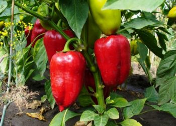 Перець підживіть кальцієм