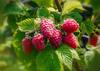 Коли відійшла малина