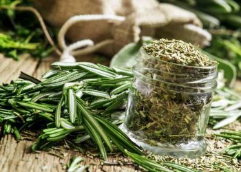 Розмарин стимулює головний мозок і не лише