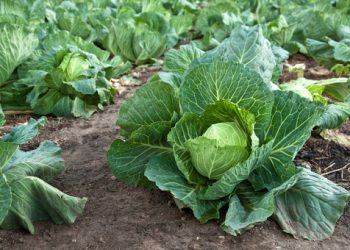 З однієї рослини — кілька капустин