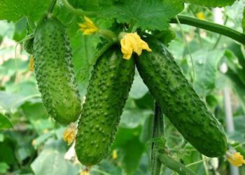 Аби огірки плодоносили довше