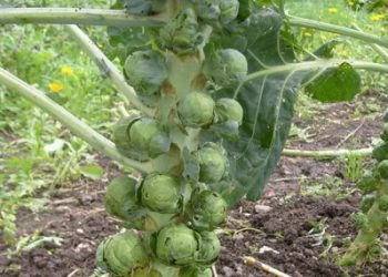 Брюссельську капусту збирають до холодів