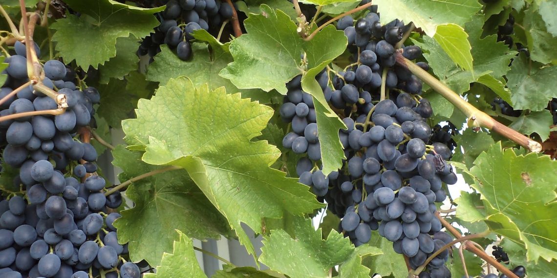 Чеканку винограду важливо зробити в серпні