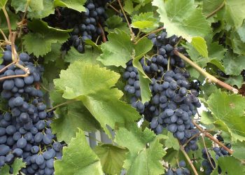 Чеканку винограду важливо зробити в серпні