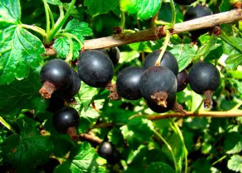 А в мене йошта плодоносить