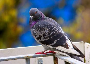 Як відвадити голубів