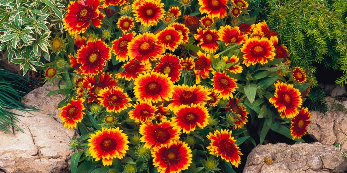 У вересні діліть гайлардію