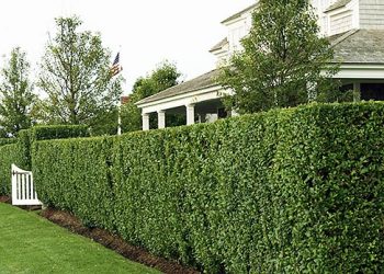 Від шуму захистить живопліт