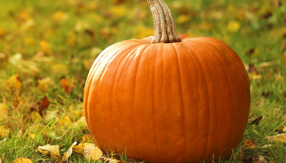 Коли збирати гарбузи: 6 ознак стиглості