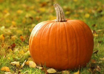 Коли збирати гарбузи: 6 ознак стиглості