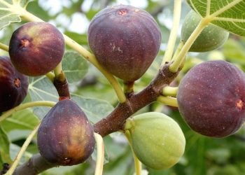 Молодий інжир зимує в приміщенні