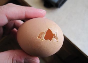 Проти розкльовування — яйце-обманка