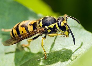 Коли атакують оси