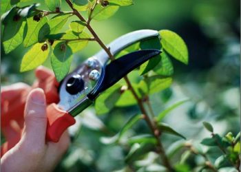 Не забудьте про санітарне обрізування