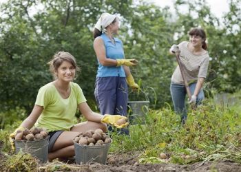 Як на Гаваях… або Другий фронт