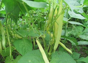 Особливості збирання квасолі