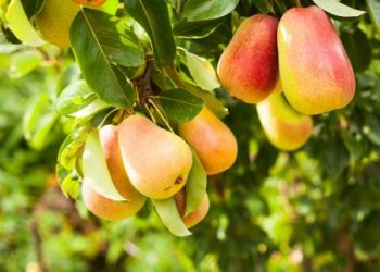 Чому гниють груші на дереві?