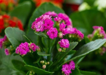 Щоб каланхое зацвіло