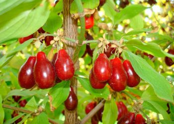 Кизил позбавить від шлункових захворювань