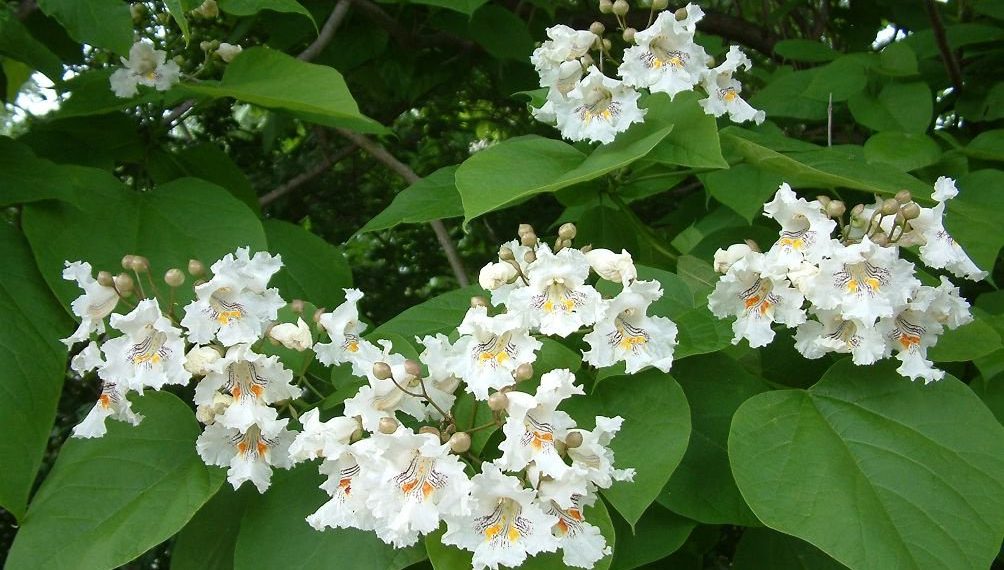 Катальпа — для краси