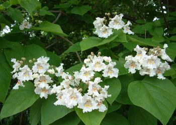 Катальпа — для краси