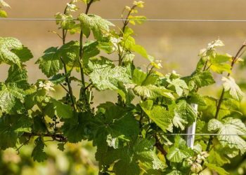 Молодий виноград захистить пластикова пляшка