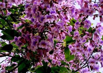 Що ж за диво — павловнія?