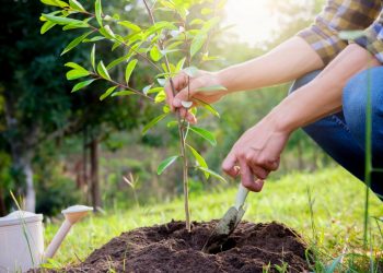 Хочете посадити дерево у дворі багатоповерхівки — ідіть за дозволом