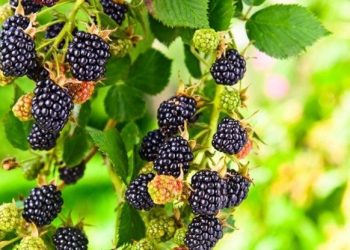 Ожині знайдіть сонячне місце