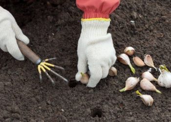 На посадку — найкращий часник