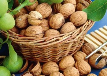 Чи буде зиск із горіха, вирощеного з плоду?