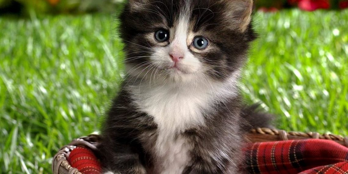 Як закапати очі кішці, якщо пухнаста вередує?