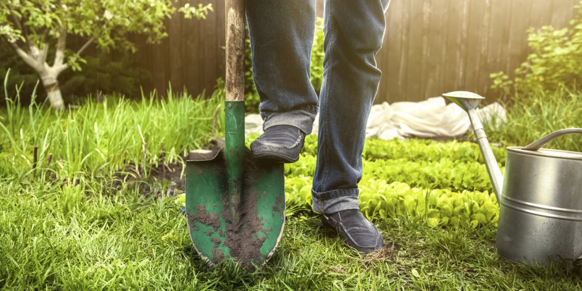 Чи копати дерева восени?