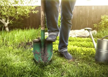 Чи копати дерева восени?