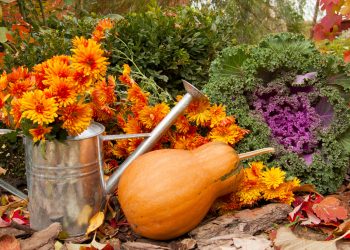 Листопад: сезонні роботи в саду й на городі