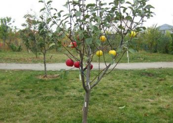 Час саджати яблуньку