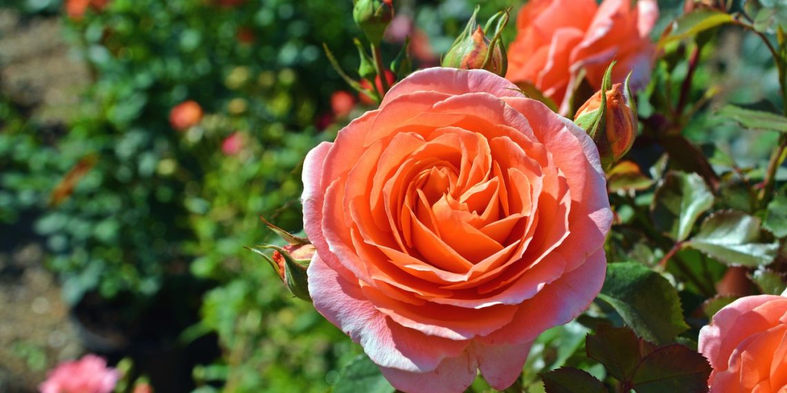 Троянди мульчуйте хвоєю