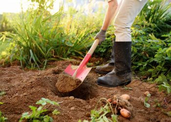 Як копати, аби спина не боліла