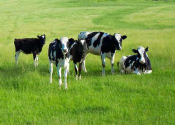 Скільки сіна потрібно корові на зиму?